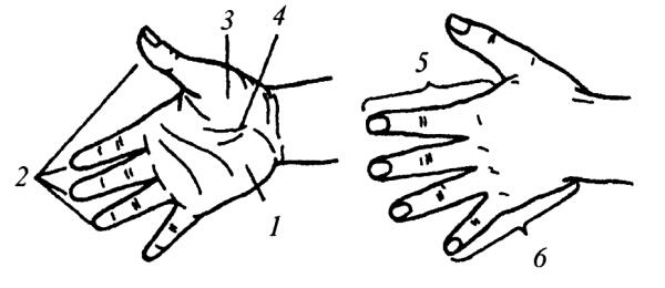Рис 9 Ладонная и тыльная поверхности 1 возвышение V пальца 2 концевые - фото 18