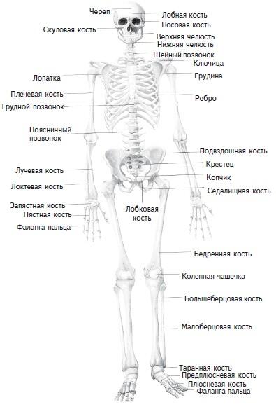 Рис 1 Скелет человека Рис 2 а мускулатура человека вид спереди - фото 1