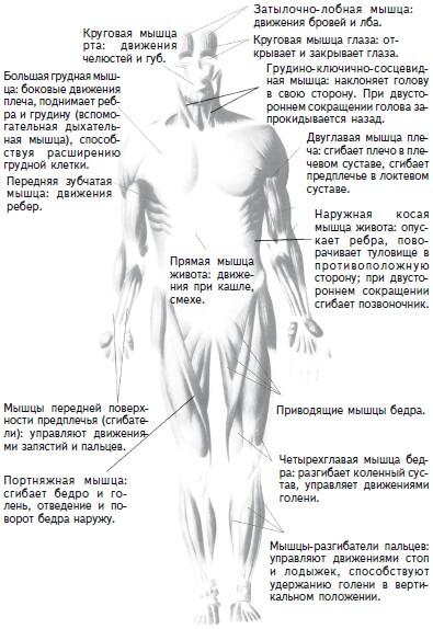 Рис 2 а мускулатура человека вид спереди б мускулатура человека вид - фото 2