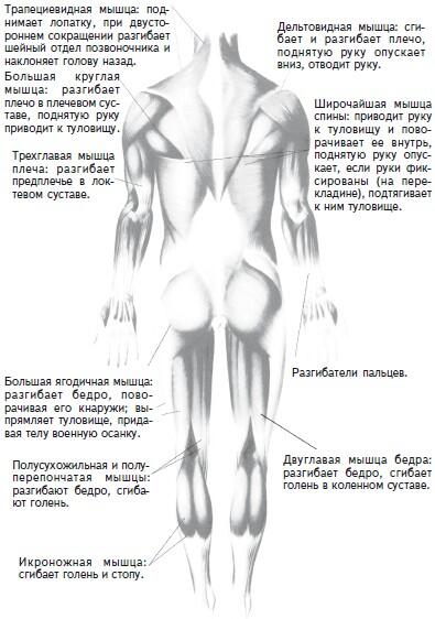 б мускулатура человека вид сзади По двигательным нервам в мышцы передаются - фото 3