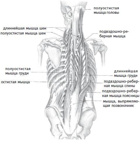 Рис 8 Глубокие мышцы спины Помимо этого сокращаясь на одной стороне они - фото 10