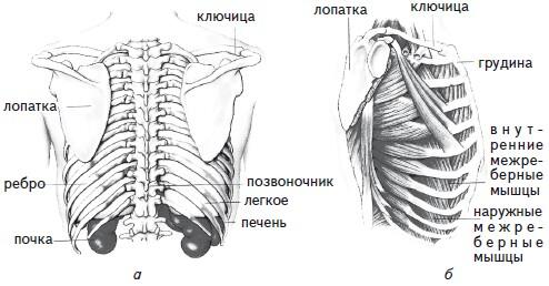 Рис 12 Грудная клетка а костная основа вид сзади б мышцы грудной - фото 14