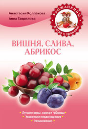 Анастасия Колпакова: Вишня, слива, абрикос