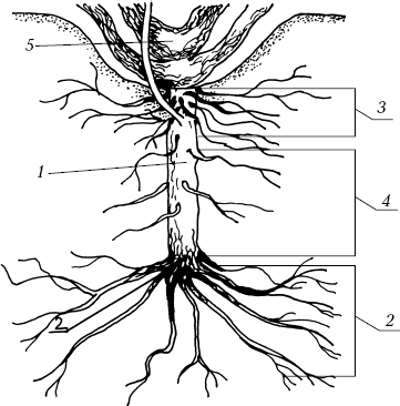 Рисунок 1 Строение корневой системы куста винограда 1 подземный штамб 2 - фото 2