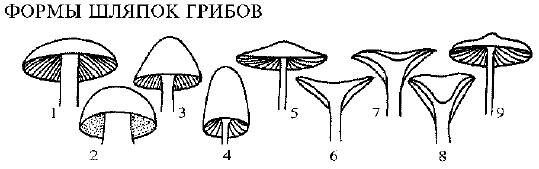 Рис 2 Формы шляпок грибов 1 выпуклая 2 полукруглая 3 - фото 3