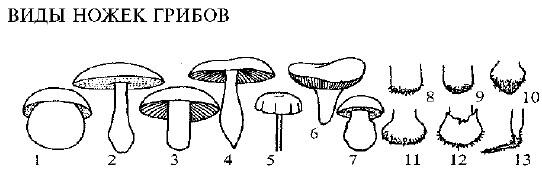 Рис 2 Формы шляпок грибов 1 выпуклая 2 полукруглая 3 - фото 4