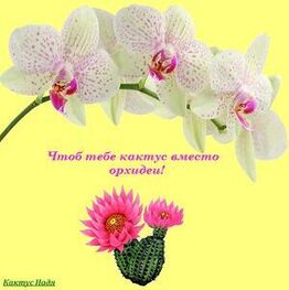 Надя Кактус: Чтоб тебе кактус вместо орхидеи! (СИ)