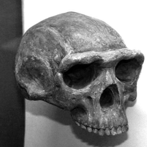 Череп Homo erectus В 2006 году американский антрополог Скотт Макгроу изучая - фото 1