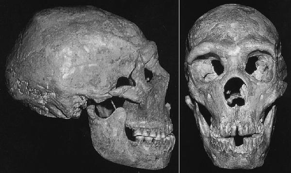 Череп неандертальца найденный в пещере Шанидар Северный Ирак - фото 3