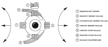 Рис 3Действие глазодвигательных мышц В глазу находятся особый рецепторный - фото 3