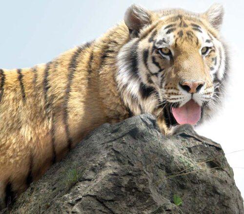 Амурский тигр опаснейший хищник с непростой судьбой Дальневосточный - фото 7