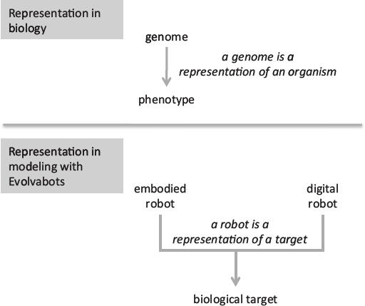 FIGURE 31 Representation in biology and in modeling with Evolvabots In - фото 13