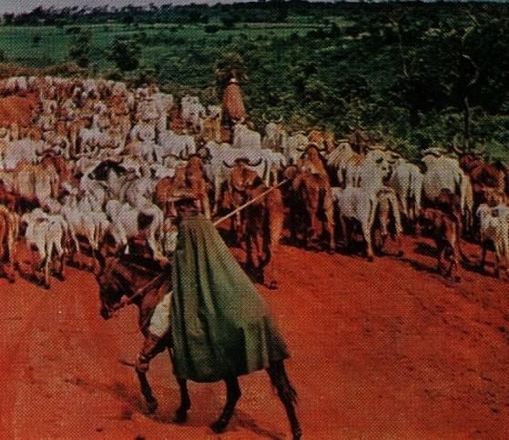 Перегон скота с южных пастбищ на бойни СанПаулу Америс Машадо Силвейра у - фото 25