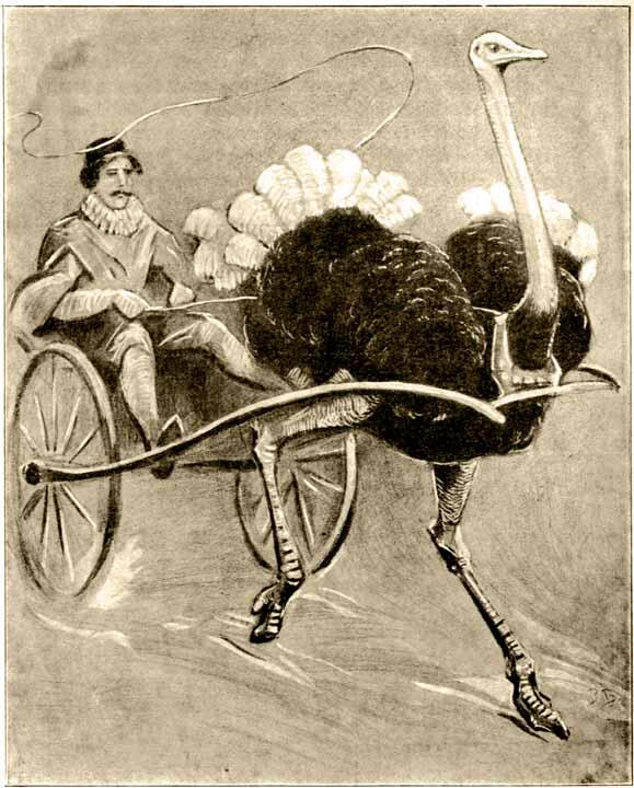 Видно было что страусу очень легко возить человека Мой карлик ВанькаВстанька - фото 12