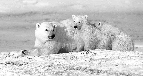 Белые медведи Что же касается людей то чудом оставшиеся в живых они были - фото 2