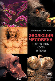 Александр Марков: Эволюция человека. В 2 книгах. Книга 1. Обезьяны, кости и гены