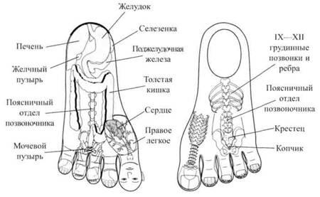 Рис11 Стандартная система соответствия телу на левых кисти и стопе - фото 13