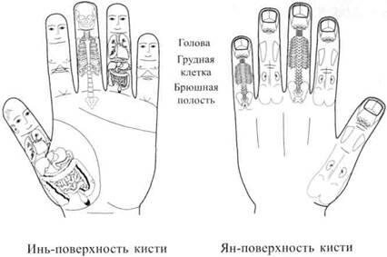 Рис22 Стандартные системы насекомого на пальцах левой кисти и левой стопы - фото 29