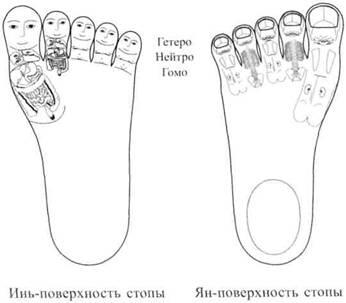 Рис22 Стандартные системы насекомого на пальцах левой кисти и левой стопы - фото 30