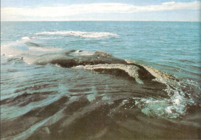 Они приплывают сюда на сезон размножения и в тихих неглубоких водах заливов - фото 10