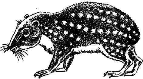 Пака Cuniculus paca Пака Cuniculus раса является грызуном принадлежащим к - фото 6