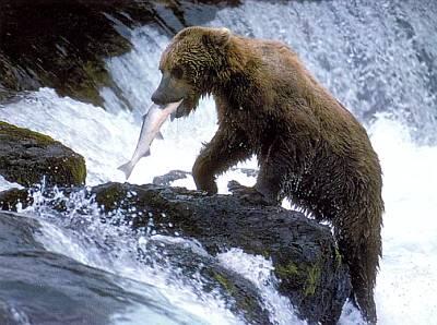 Медведь прекрасный рыболов Рыболовной снастью ему служат когти острые - фото 16