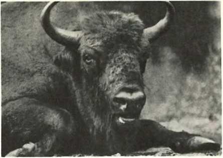 Зубр в Приокском заповеднике Это самое крупное европейское животное Высота в - фото 5