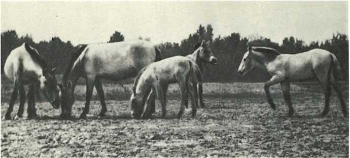 Дикие лошади Пржевальского в АсканииНова Пятнистая оленуха с олененком - фото 12
