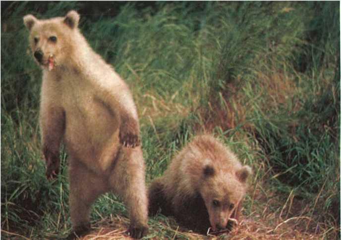 Среди бурых медведей тоже встречаются альбиносы Кто сильнее Старый казах - фото 24