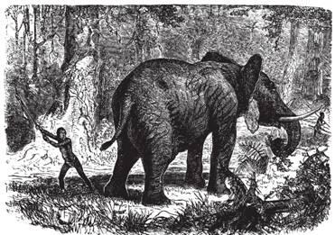 Рис 137 Подрезание сухожилий у слона Отметим что другой охотник - фото 138