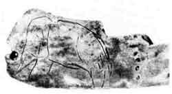 Взгляните в Эрмитаже на гравированное изображение мамонта на крохотной пластине - фото 11