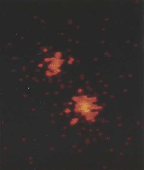 Рентгеновское изображение Альфы Кентавра на котором видны две ярчайшие звезды - фото 223