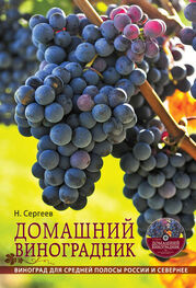 Николай Сергеев: Домашний виноградник