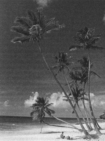 Пляж на острове Барбадос Чуть позже утром того же дня мы с М взяли по - фото 3
