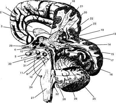 Рис 12Головной мозг правое полушарие частично удалены теменная височная и - фото 2