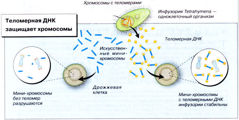 Теломерная ДНК защищает хромосомы Теломераза наращивает теломерную ДНК БЕЗ - фото 4