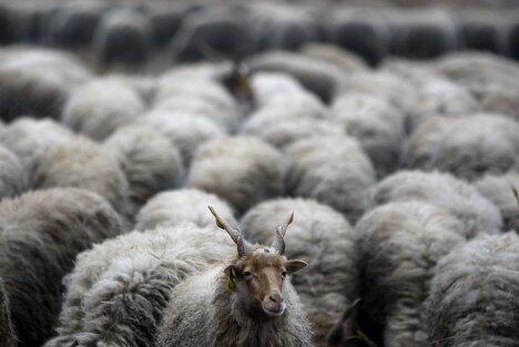 афганские шерстистые козы Это было правдой Какимто образом какимто чудом - фото 9
