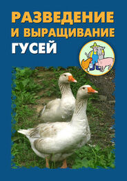 Илья Мельников: Разведение и выращивание гусей