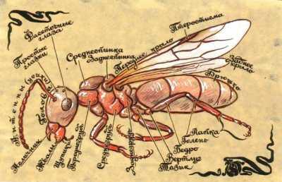 На рисунке изображены контуры крылатой муравьиной самки с обозначением частей - фото 69