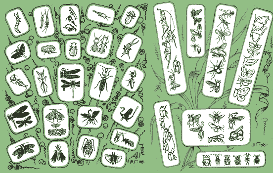 Облик основных представителей отрядов насекомых бессяжковые двухвостки - фото 73