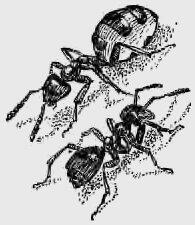 У муравья бегущего к гнезду брюшко наполнено прозрачной жидкостью Дорожка - фото 4