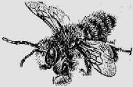 Самец одиночной пчелы Мегахилиды в полете А рядом в земляных обрывах по - фото 88