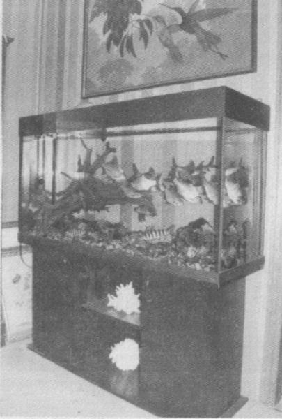 Фото 3 Высокотехнологичный аквариум Влияние аквариума на микроклимат квартиры - фото 3