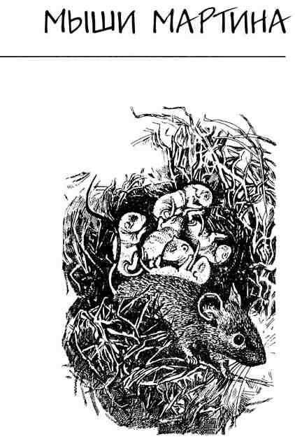 Глава первая Очаровательная малышка Пощадите Пощадите кричала мышка На - фото 1