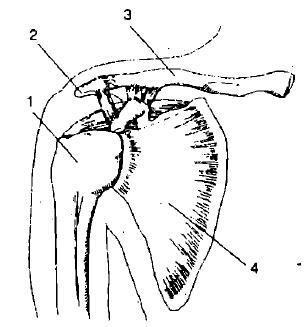 Рис 1 Плечевой сустав 1 плечевая кость 2 акромиальный огросток лопатки - фото 1