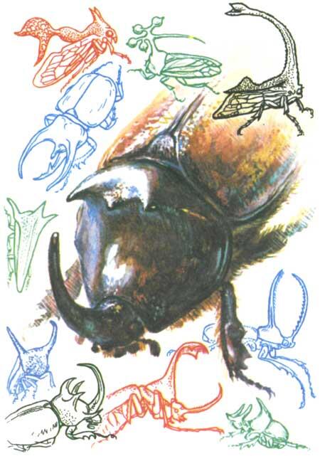 Наш сибирский жукносорог со своеобразной полостью ограниченной рогом горбом - фото 167