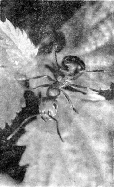 Свирепая амазонка Этого муравья легко отличить от других по яркорыжей - фото 1