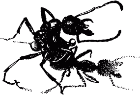 Холод сковал муравьев но они осознают страшное бедствие постигшее родное - фото 3