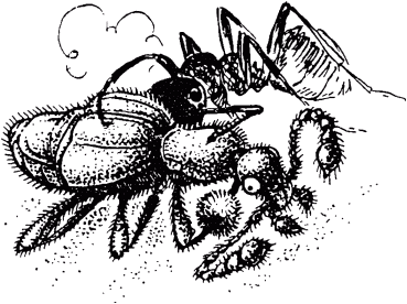 Ощупники не могут жить без муравьев которые их прилежно кормят За это жуки - фото 4