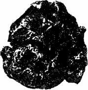 Рис 1 Самородок найденный в 1732 г на Медвежьем острове 12 натур вел - фото 1